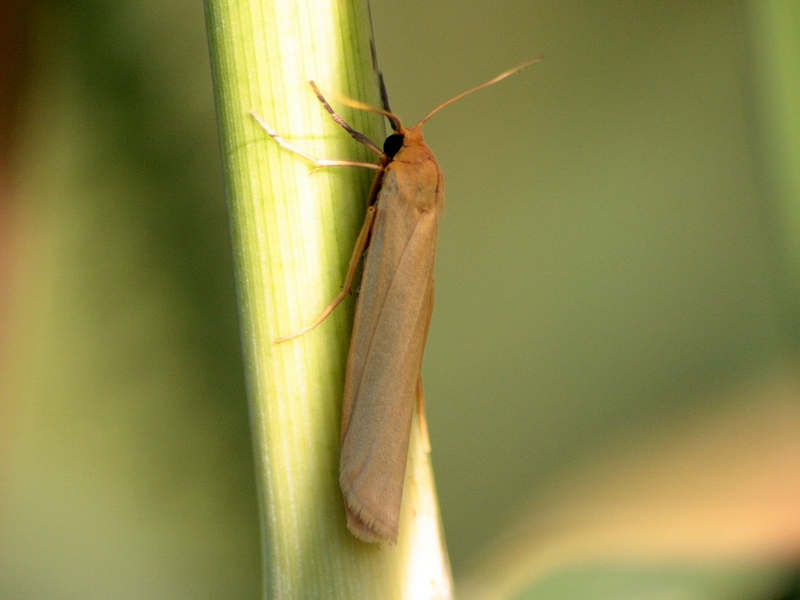 Ypsolopha mucronella ? No, Eilema sp.